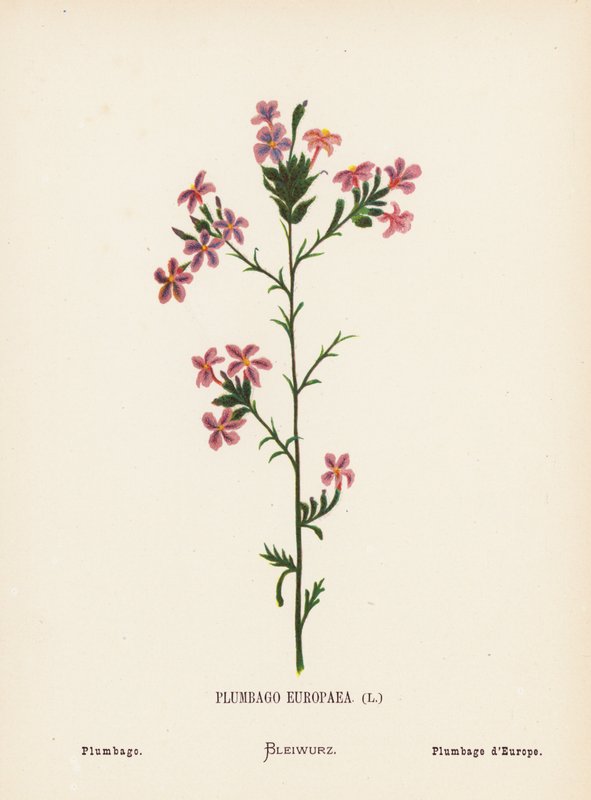 Fiori selvatici della Terra Santa: Plumbago Europaea; Plumbago da Hannah Zeller