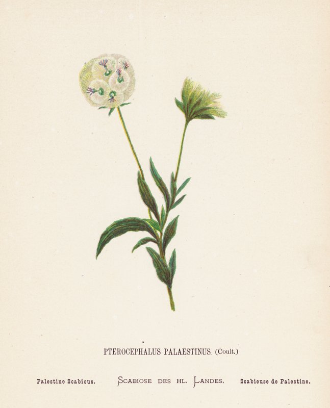 Fiori selvatici della Terra Santa: Pterocephalus Palaestinus, Coult; Scabiosa di Palestina da Hannah Zeller
