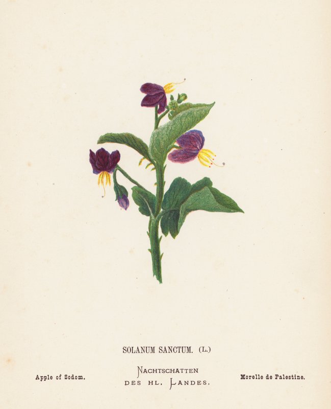 Fiori selvatici della Terra Santa: Solanum Sanctum; Mela di Sodoma (incisione colorata) da Hannah Zeller