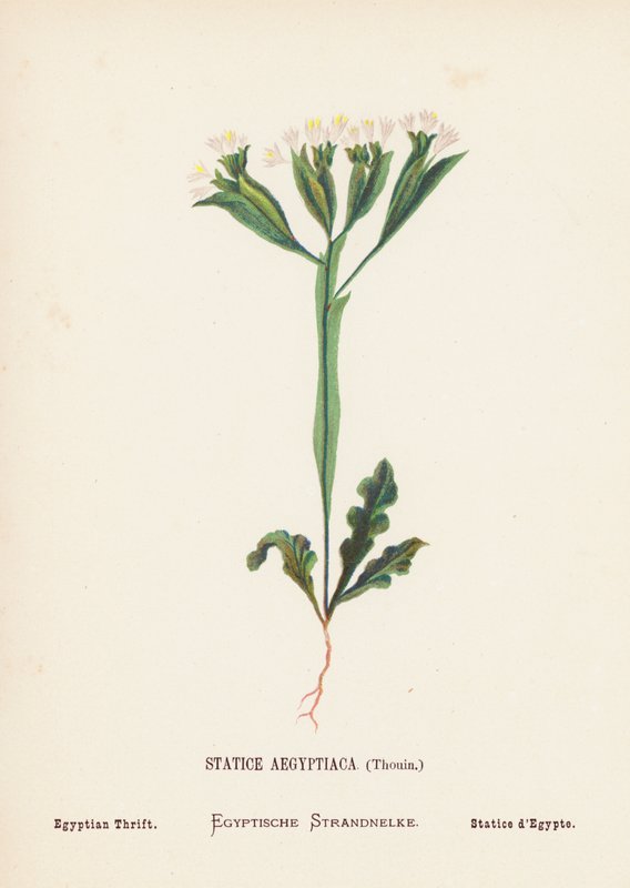 Fiori selvatici della Terra Santa: Statice Aegyptiaca, Thouin; Statice egiziana (incisione colorata) da Hannah Zeller