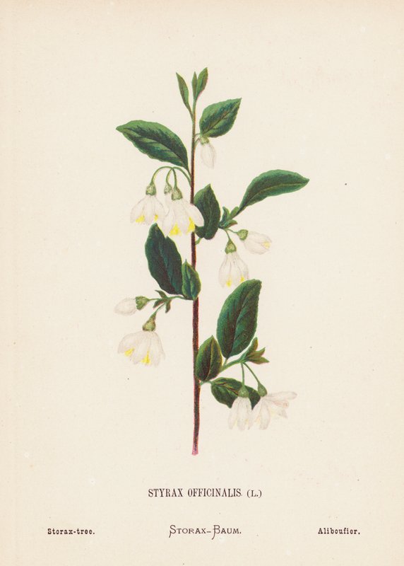 Fiori selvatici della Terra Santa: Styrax Officinalis; Storace da Hannah Zeller