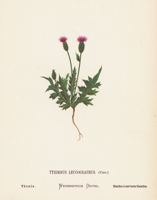 Fiori selvatici della Terra Santa: Tyrimnus Leucographus, Cass; Cardo da Hannah Zeller