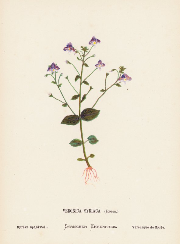 Fiori selvatici della Terra Santa: Veronica Syriaca, Roem; Veronica siriana da Hannah Zeller
