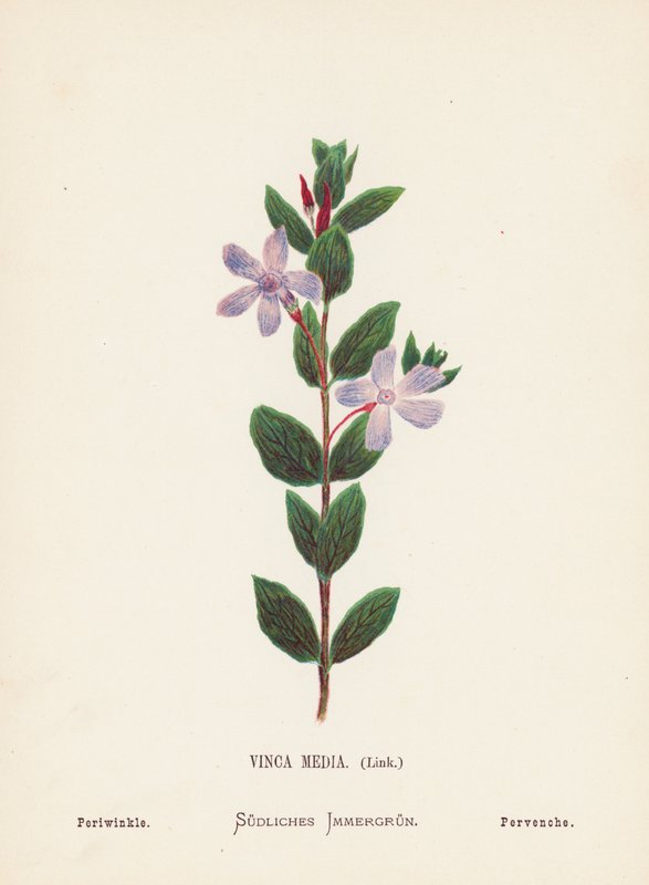 Fiori selvatici della Terra Santa: Vinca Media, Link; Pervinca (incisione colorata) da Hannah Zeller
