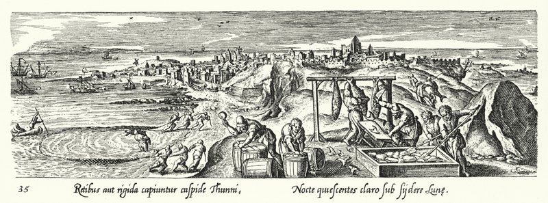 Cattura, pulizia, cottura e conservazione del tonno da Hans after Bol