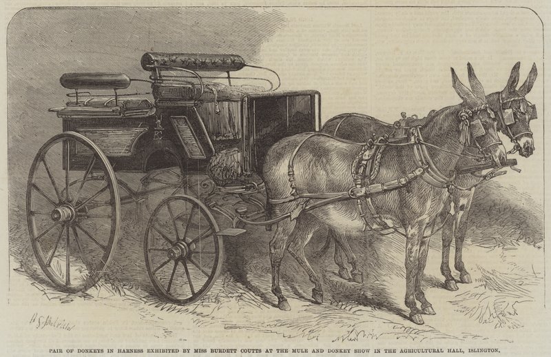 Coppia di Asini in Imbracatura esibiti da Miss Burdett Coutts alla Mostra di Mule e Asini nella Agricultural Hall, Islington da Harden Sidney Melville