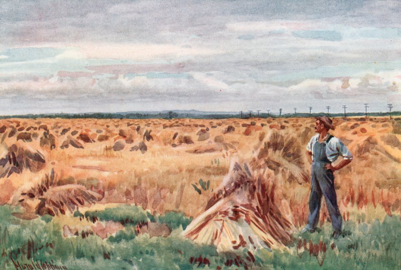 Lungo i Campi di Grano del Manitoba da Harold Copping