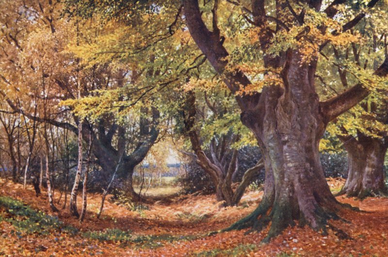 Faggi in autunno, vicino a Godalming da Harold Sutton Palmer