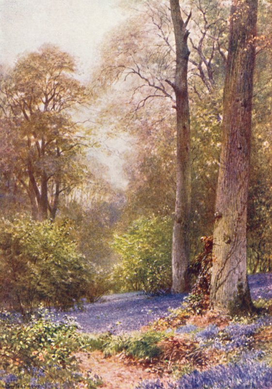 Campanule, Ripley da Harold Sutton Palmer