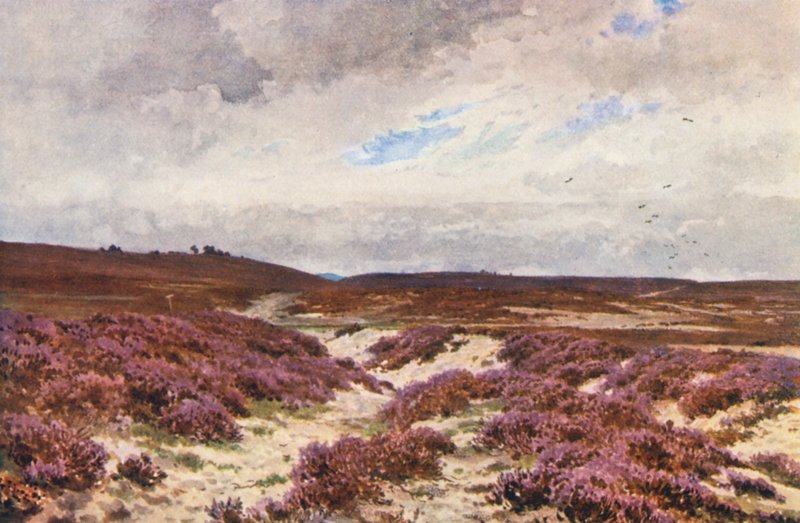 Frensham Common da Harold Sutton Palmer
