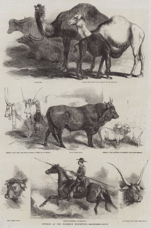 Animali alla Mostra di Firenze da Harrison William Weir