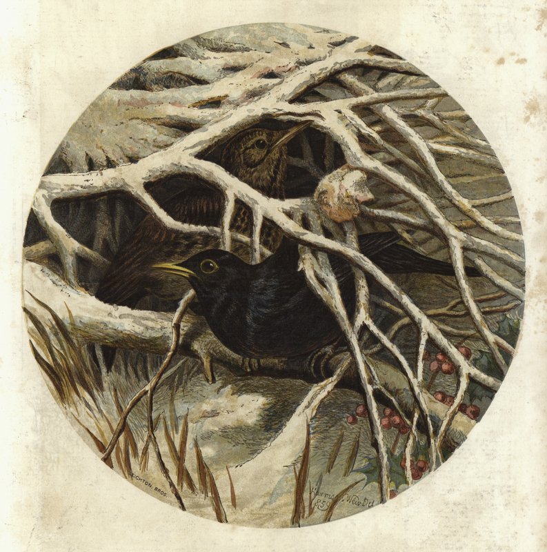 Merlo e tordo, nel covert da Harrison William Weir