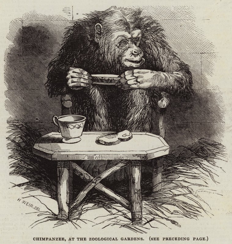 Scimpanzé, ai Giardini Zoologici da Harrison William Weir