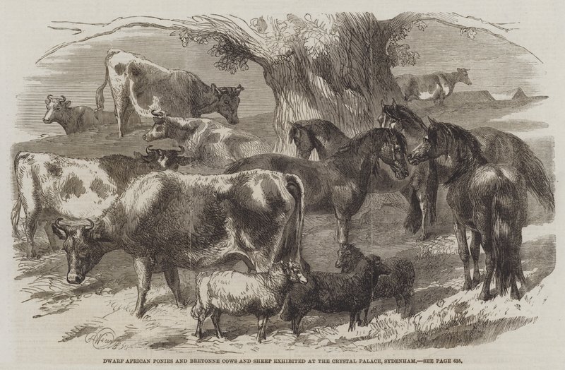 Pony Africani Nani e Mucche e Pecore Bretonne esposte al Crystal Palace, Sydenham da Harrison William Weir