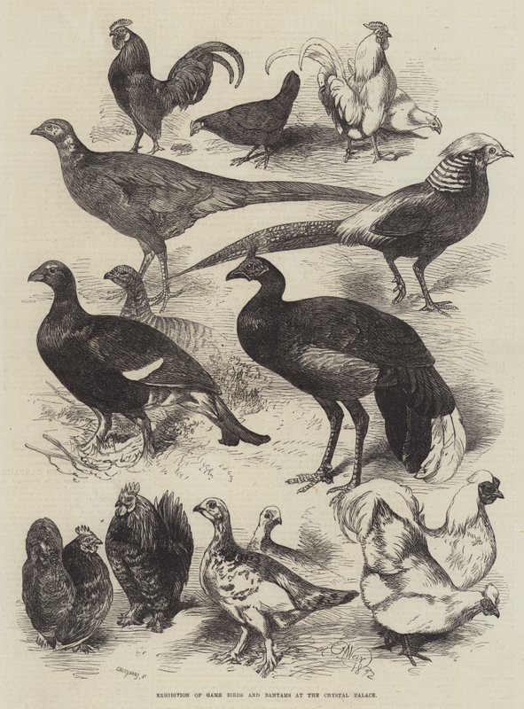 Esposizione di Uccelli da Caccia e Bantam al Crystal Palace da Harrison William Weir