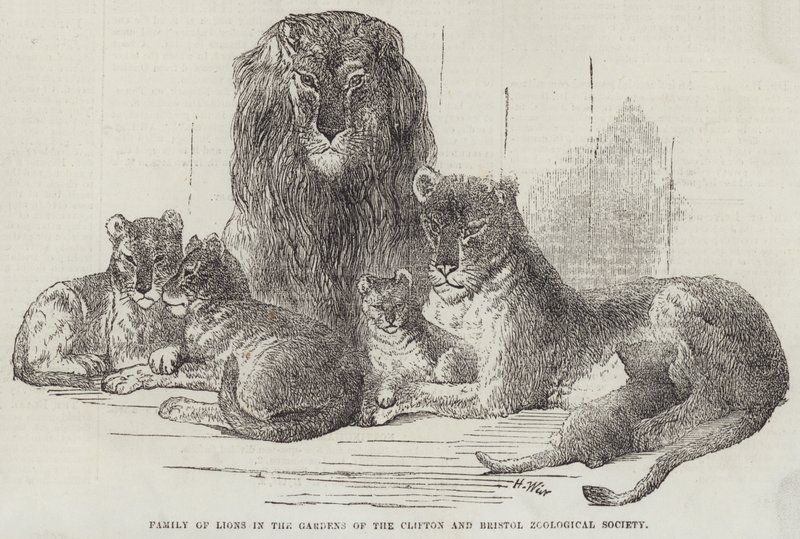 Famiglia di leoni nei giardini della Società Zoologica di Clifton e Bristol da Harrison William Weir