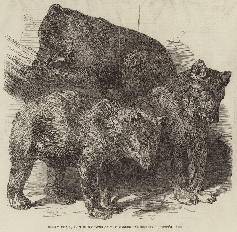 Orsi grizzly, nei Giardini della Società Zoologica, Regent
