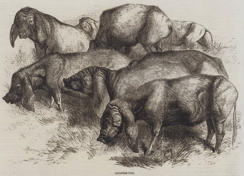 Maiali giapponesi da Harrison William Weir