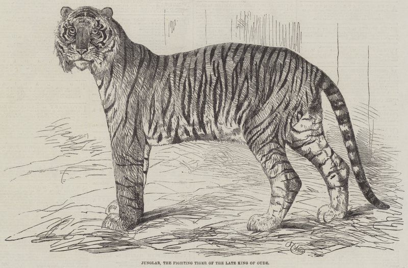 Junglar, la Tigre Combattente del defunto Re di Oude da Harrison William Weir