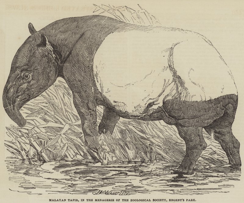 Tapir malese, nella Menagerie della Zoological Society, Regent