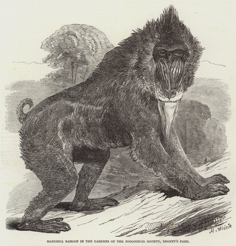 Babbuino Mandrillo nei Giardini della Società Zoologica, Regent