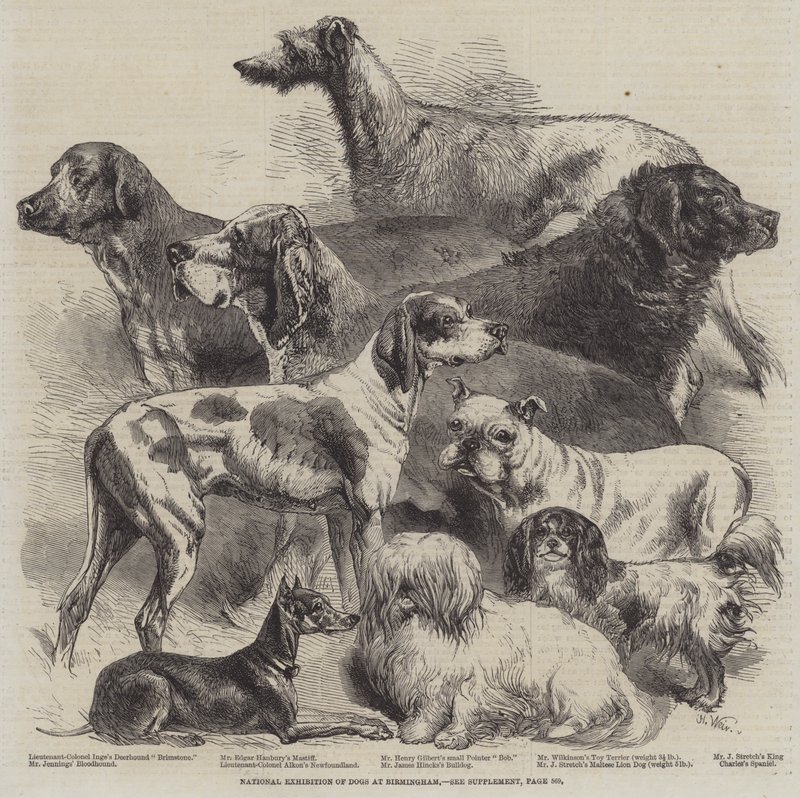 Esposizione nazionale di cani a Birmingham da Harrison William Weir