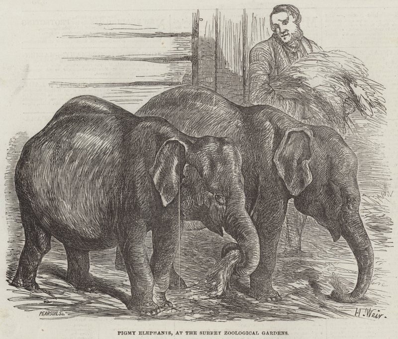 Elefanti pigmei, ai Giardini Zoologici del Surrey da Harrison William Weir