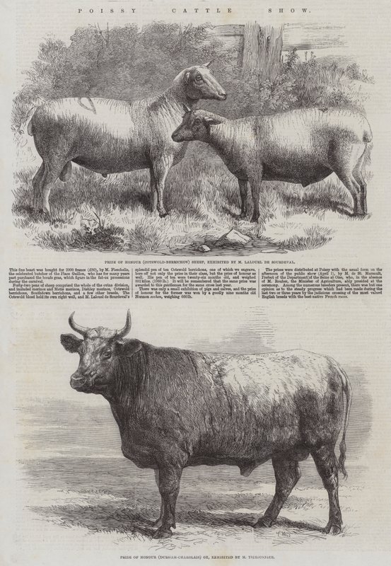 Mostra del bestiame di Poissy da Harrison William Weir