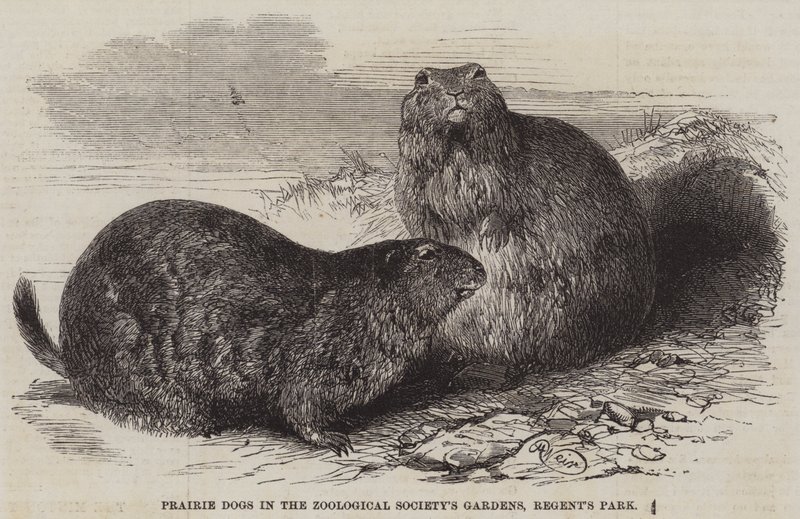 Cani della Prateria nei Giardini della Società Zoologica, Regent
