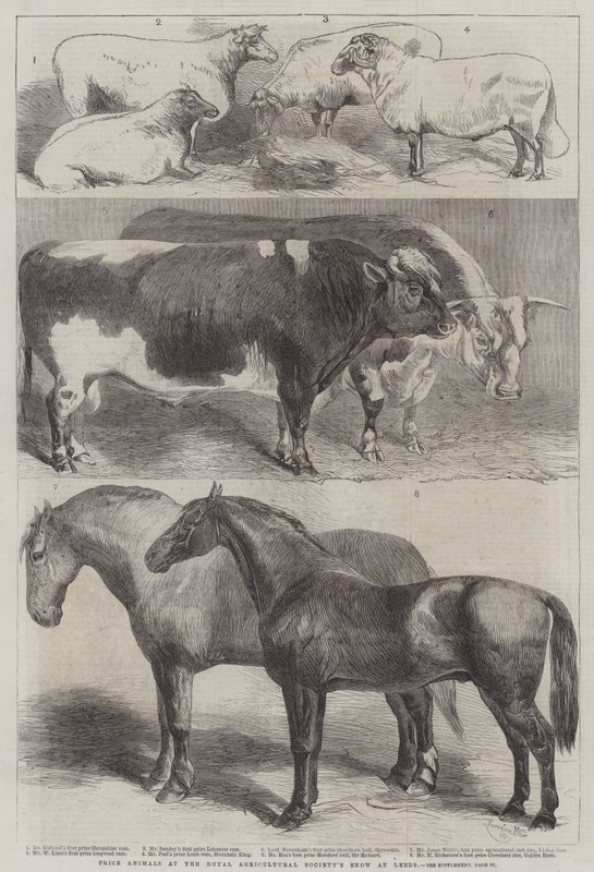 Animali premiati alla mostra della Royal Agricultural Society a Leeds da Harrison William Weir
