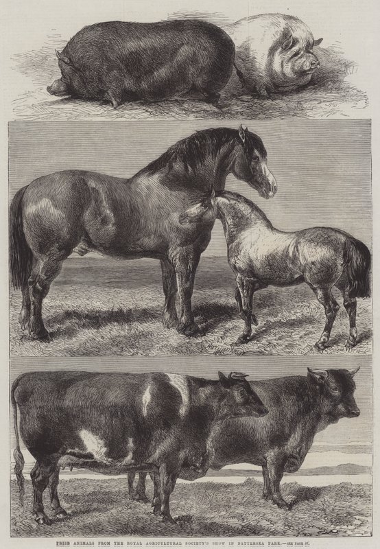 Animali premiati dalla mostra della Royal Agricultural Society a Battersea Park da Harrison William Weir
