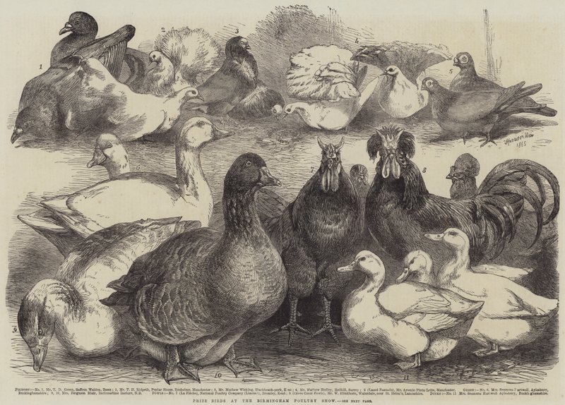 Uccelli premiati alla Mostra Avicola di Birmingham da Harrison William Weir