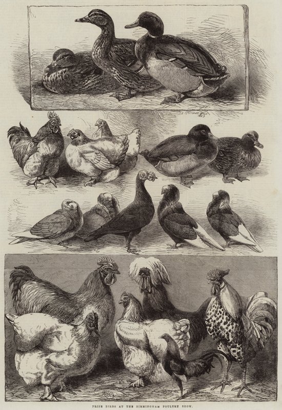 Uccelli premiati alla Mostra Avicola di Birmingham da Harrison William Weir