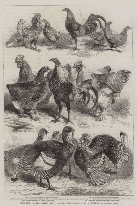 Uccelli premiati alla mostra di pollame e piccioni recentemente tenutasi a Birmingham da Harrison William Weir