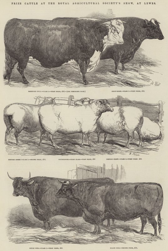 Bovini premiati alla mostra della Royal Agricultural Society, a Lewes da Harrison William Weir