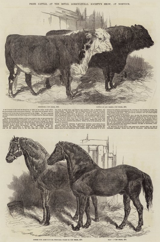 Bovini premiati alla mostra della Royal Agricultural Society a Norwich da Harrison William Weir