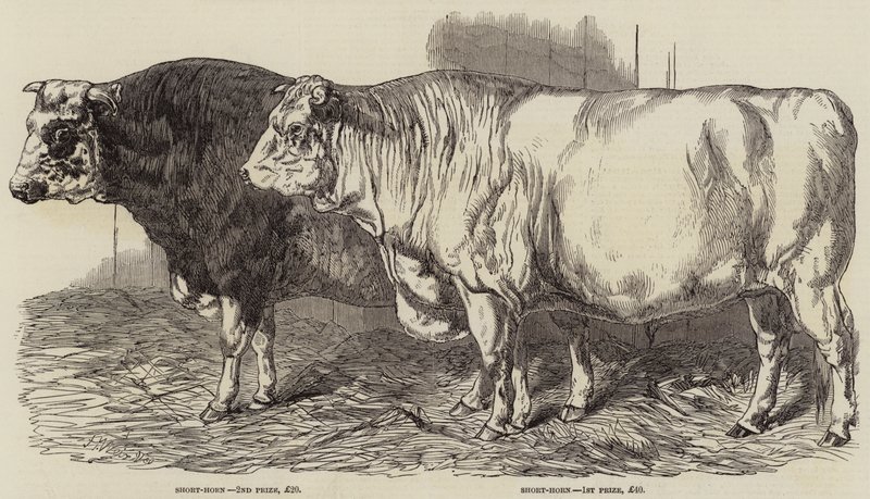 Bovini premiati alla mostra della Royal Agricultural Society a Norwich da Harrison William Weir