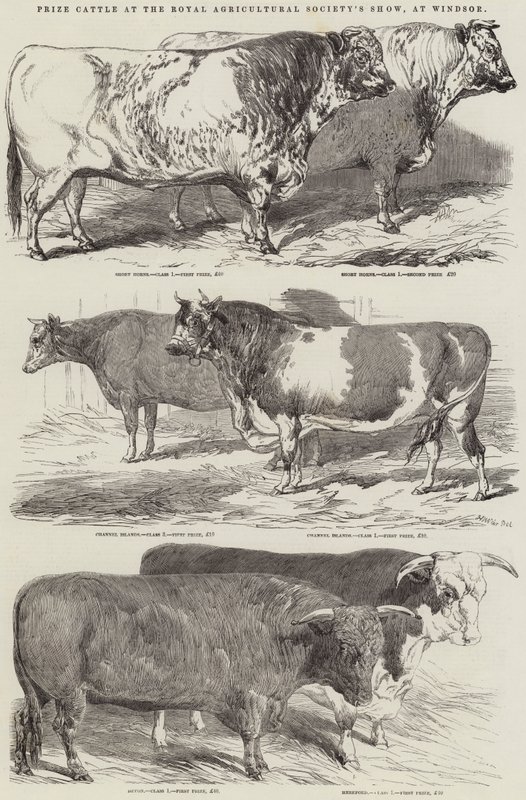 Bovini Premiati alla Mostra della Royal Agricultural Society, a Windsor da Harrison William Weir