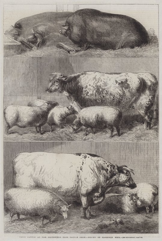Bovini Premiati alla Mostra del Bestiame del Club di Smithfield da Harrison William Weir