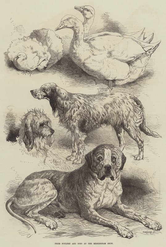 Pollame e cani premiati alla mostra di Birmingham da Harrison William Weir