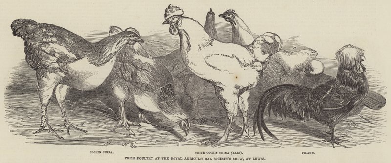 Pollame premiato alla Royal Agricultural Society