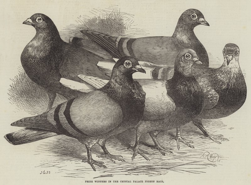 Vincitori del concorso di piccioni al Crystal Palace da Harrison William Weir