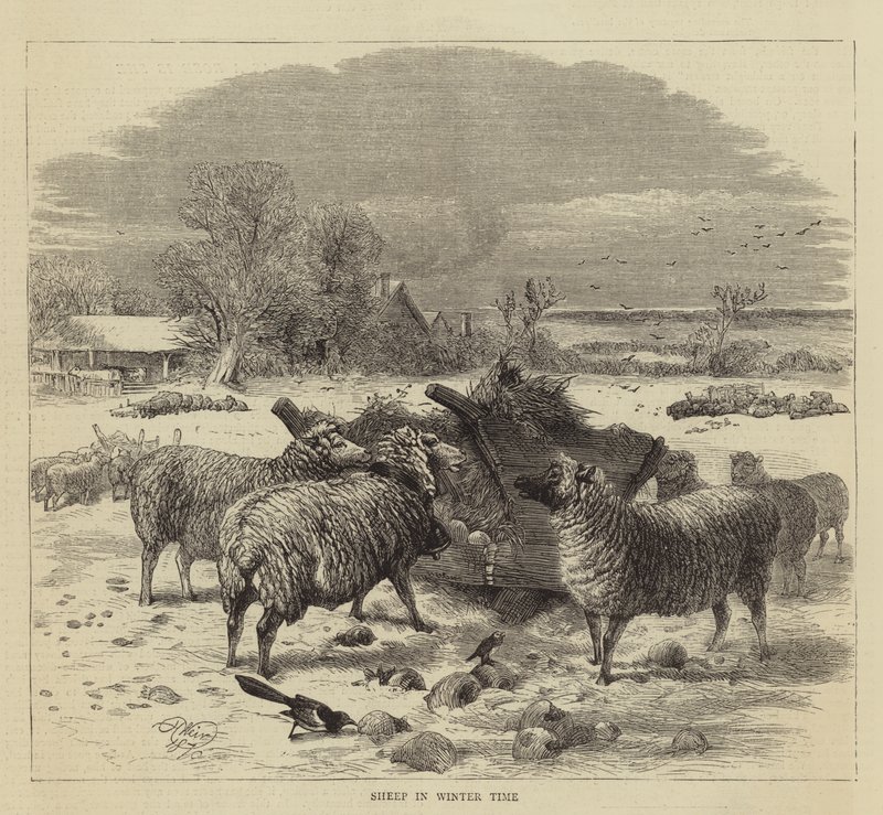 Pecore in inverno da Harrison William Weir