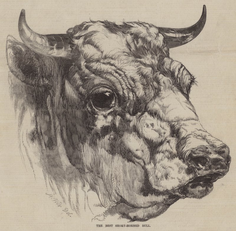 Il miglior toro a corna corte da Harrison William Weir