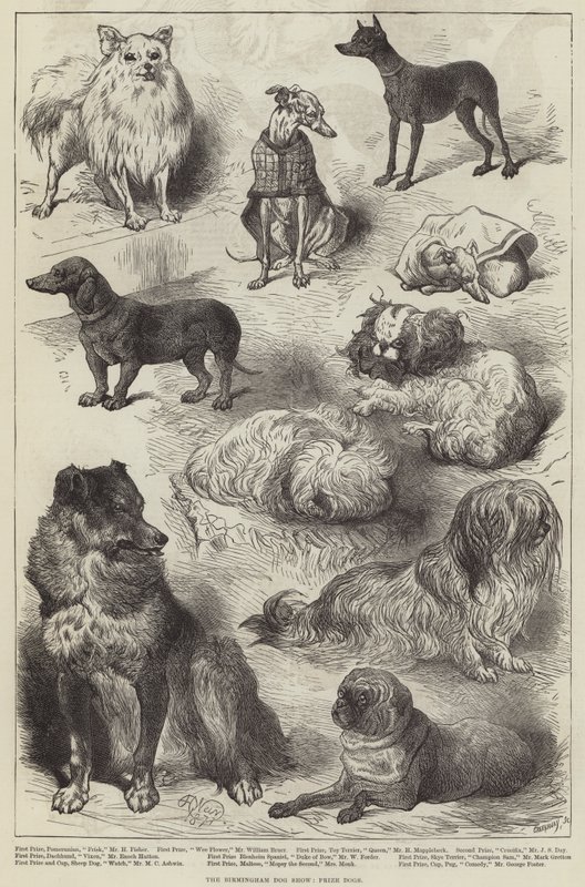 Mostra canina di Birmingham, cani premiati da Harrison William Weir