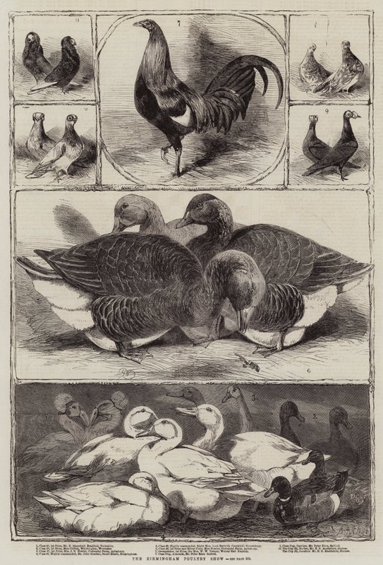 La mostra avicola di Birmingham da Harrison William Weir