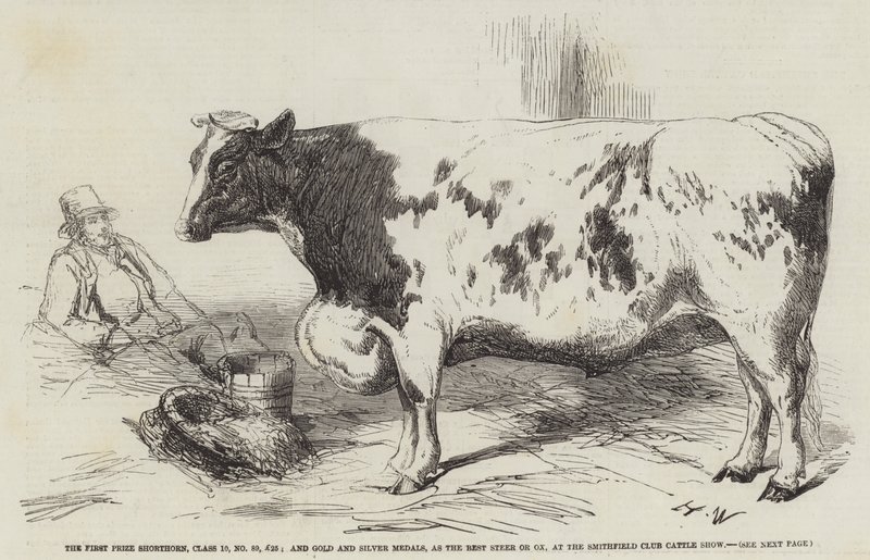 Il primo premio Shorthorn, Classe 10, No 89, £25; e Medaglie d