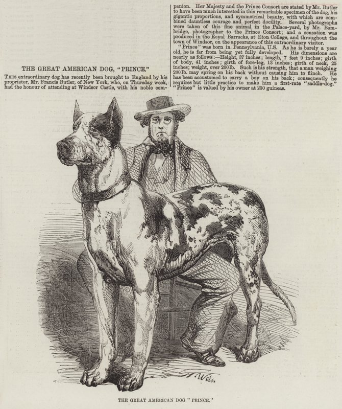 Il Grande Cane Americano Principe da Harrison William Weir