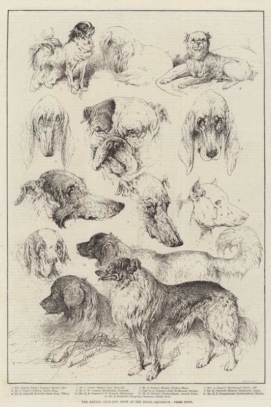 Esposizione canina del Kennel Club al Royal Aquarium, Cani premiati da Harrison William Weir