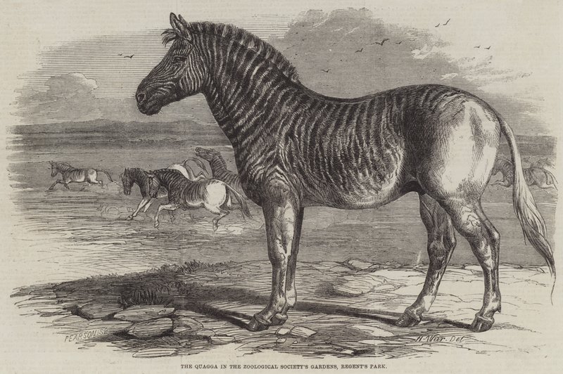 Il quagga nei Giardini della Società Zoologica, Regent